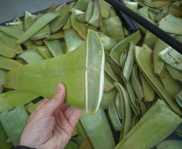 aloe 2