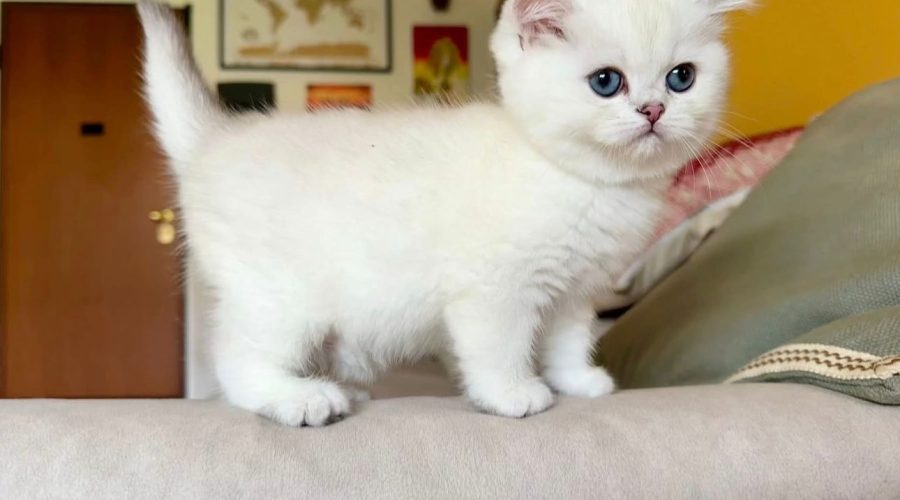 Casale Dolce Così 5