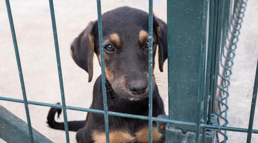 Animali sofferenti 6