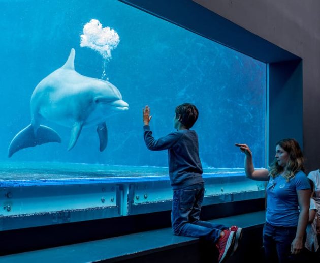 Acquario di Genova ph press 2