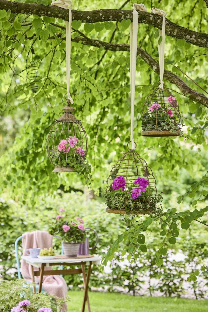 gerani ph Pelargonium for Europe