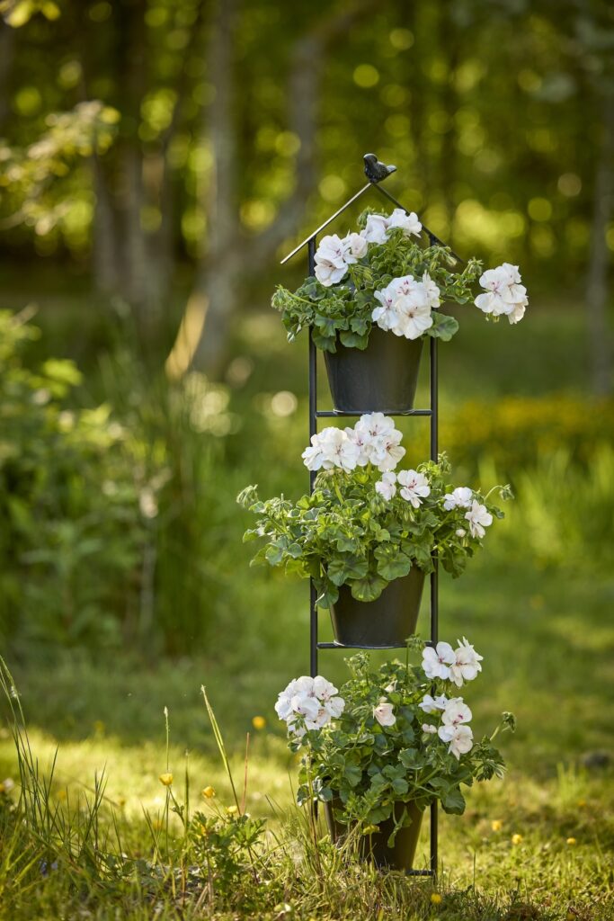 gerani ph Pelargonium for Europe