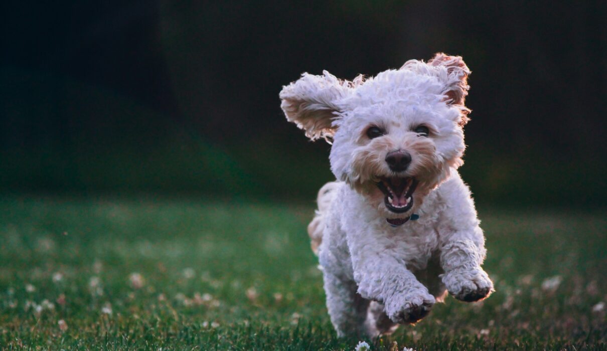 Cane ph Unsplash