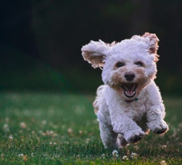 Cane ph Unsplash
