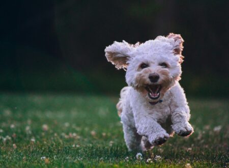 Cane ph Unsplash