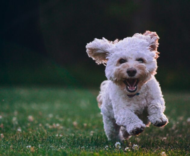 Cane ph Unsplash