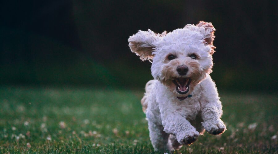 Cane ph Unsplash