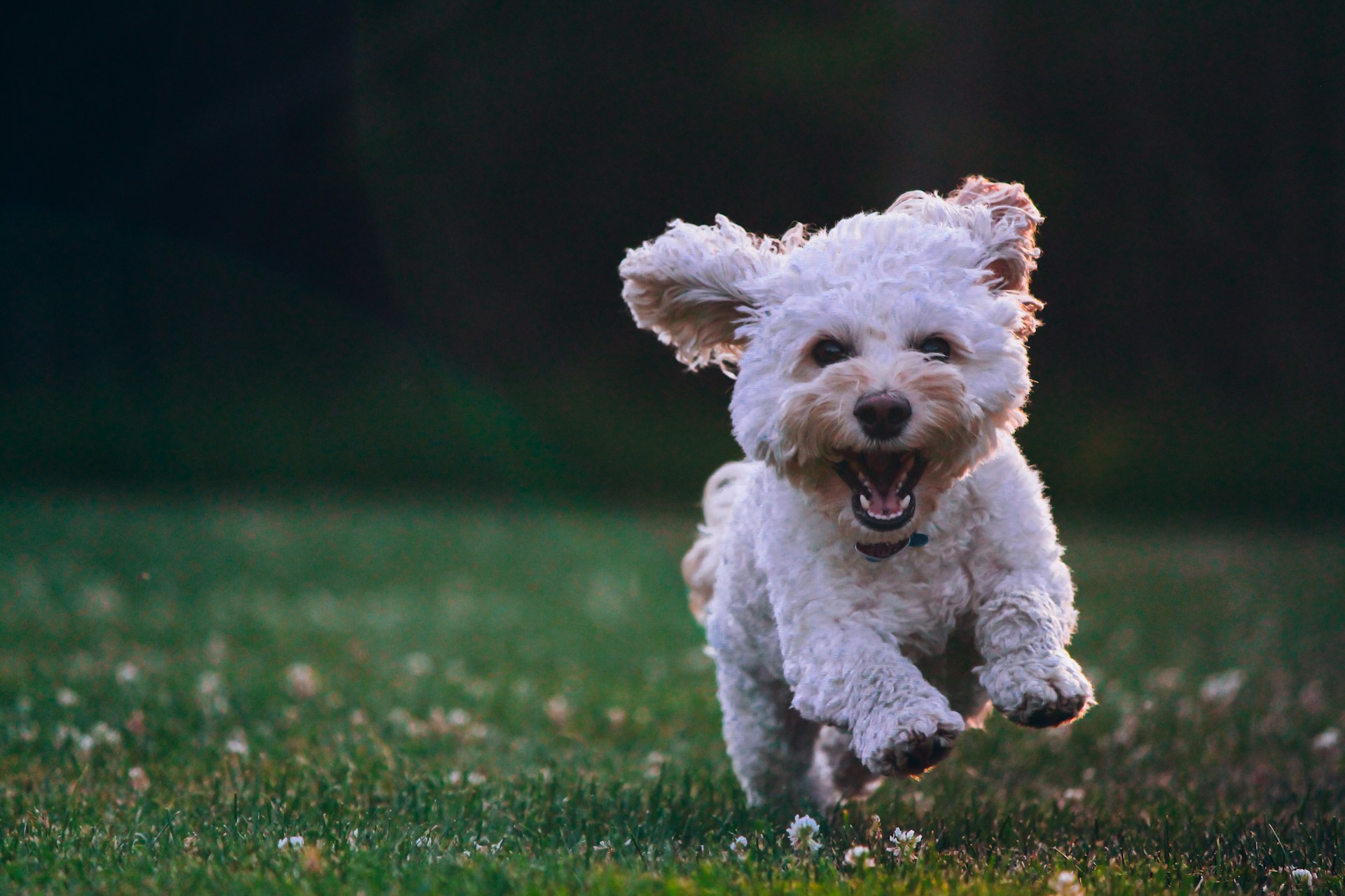 Cane ph Unsplash
