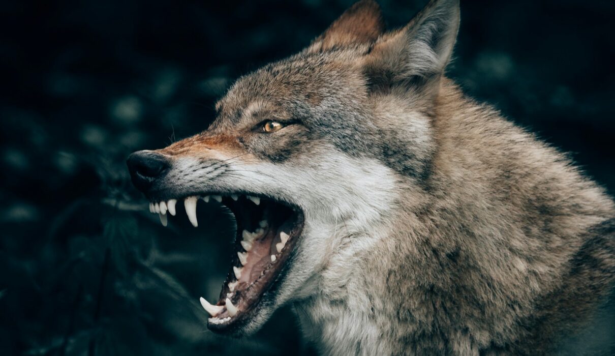 Lupo Noicattaro ph Unsplash