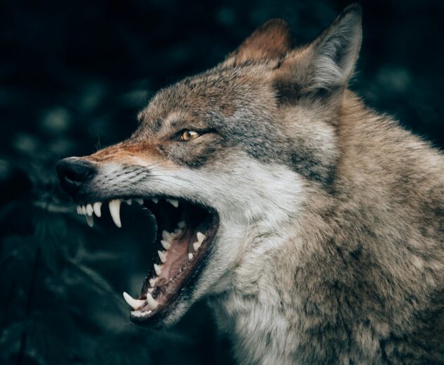 Lupo Noicattaro ph Unsplash